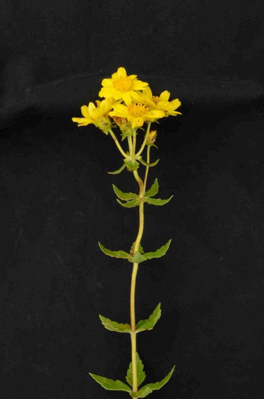 Calea quadrifolia — houseplant care guide