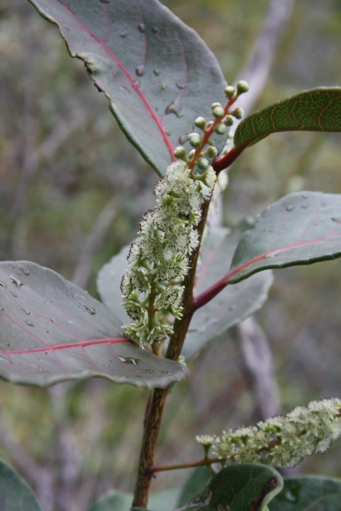 Homalium rubrocostatum fruit