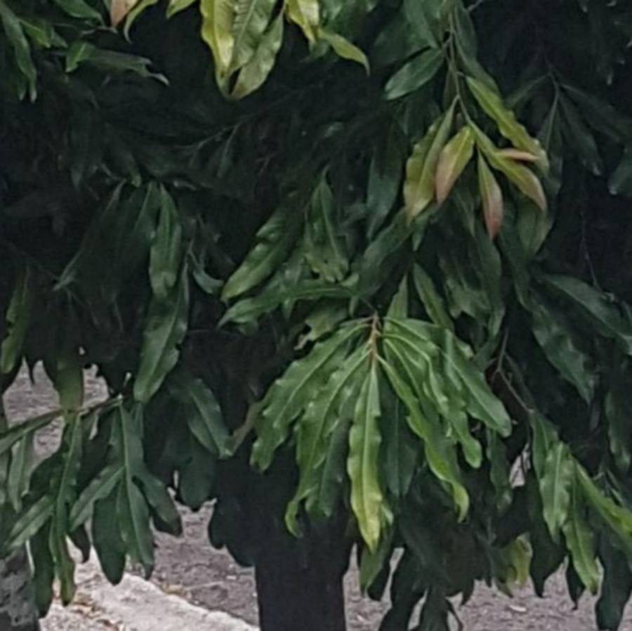 Buckinghamia celsissima — search result for 'Proteaceae'