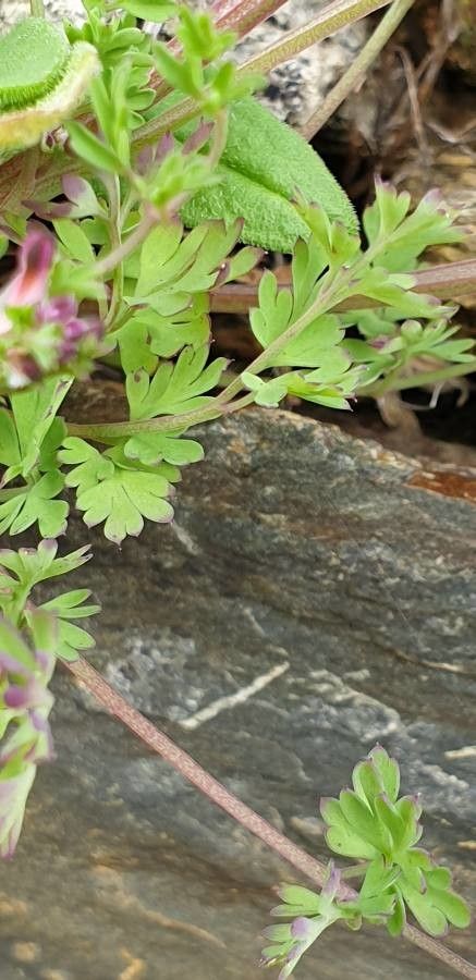 Fumaria reuteri — search result for 'Fumaria'