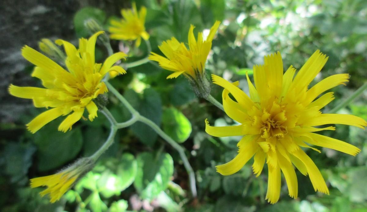 Hieracium ovalifolium flower