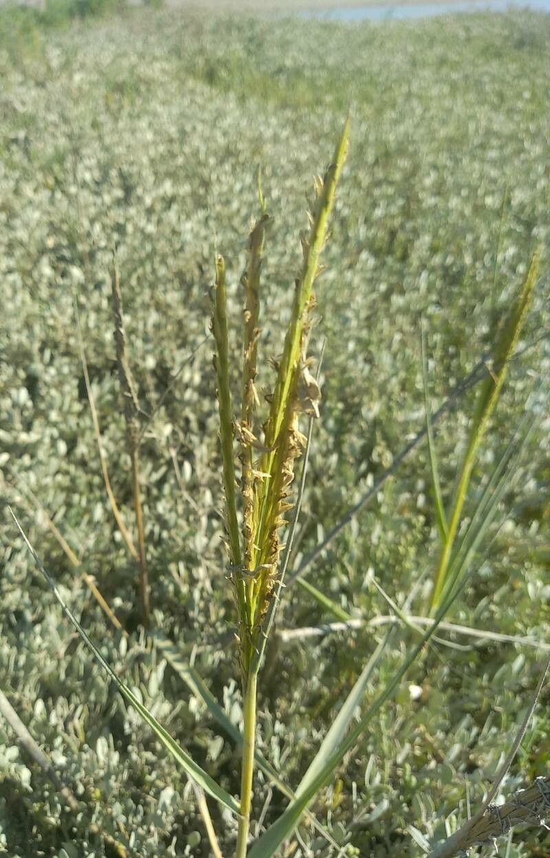 Spartina maritima flower
