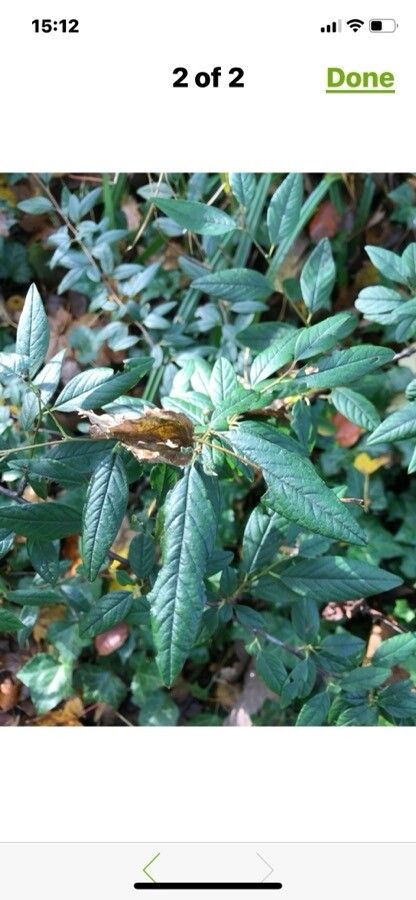 Cotoneaster salicifolius flower