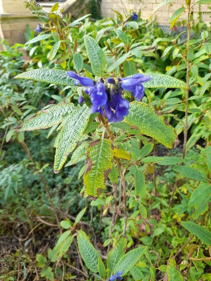 Salvia corrugata flower