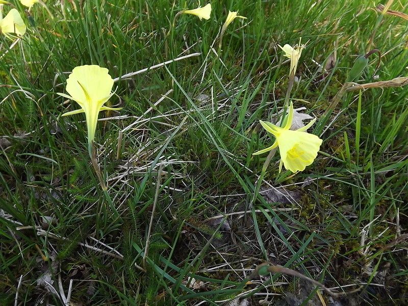 Narcissus gigas habit