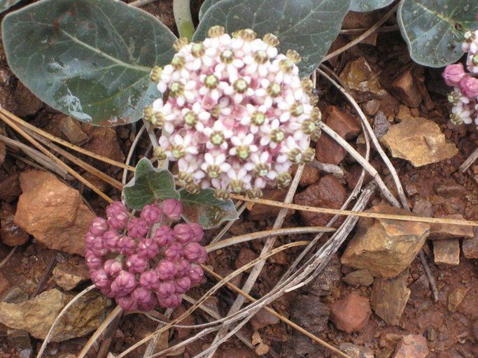 Asclepias solanoana flower