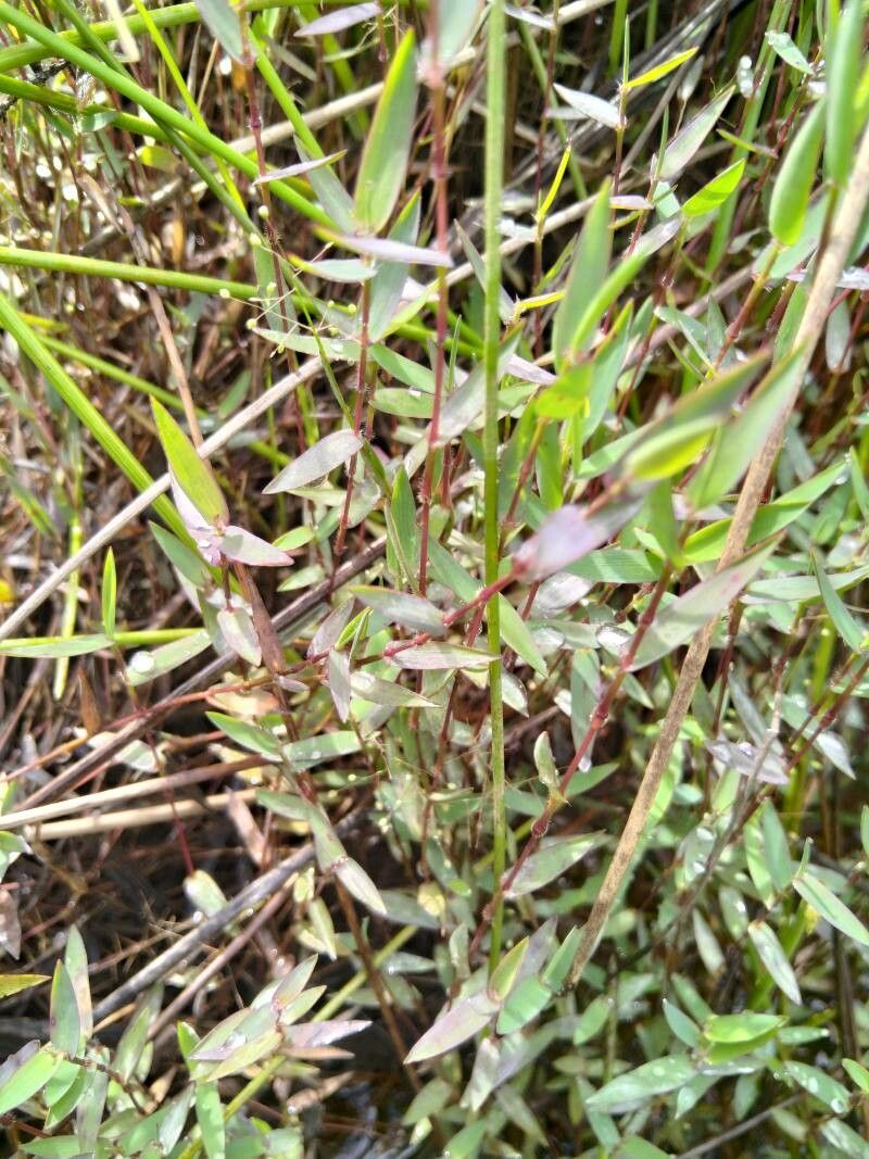 Isachne polygonoides — houseplant care guide