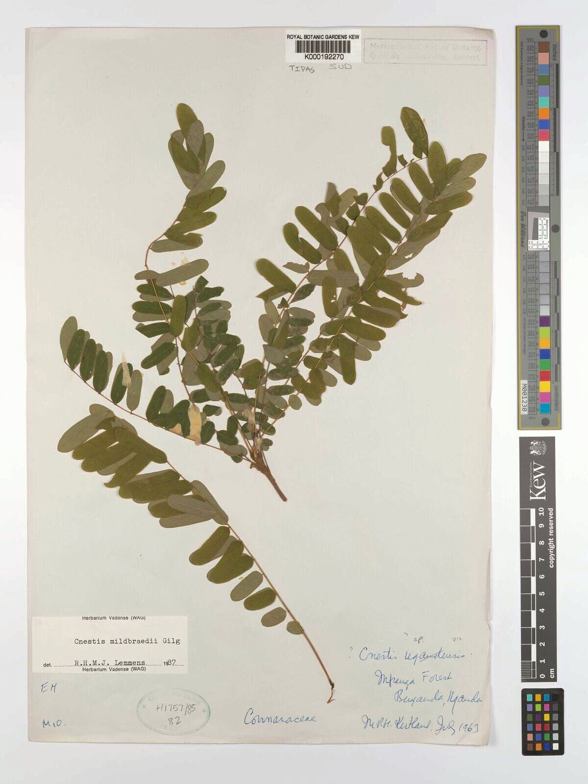 Cnestis mildbraedii — houseplant care guide