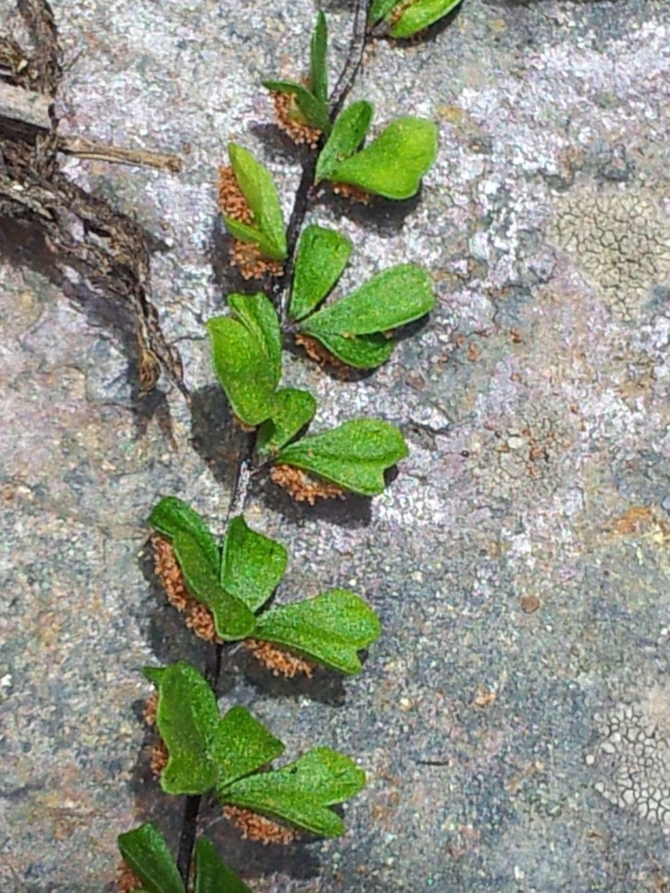 Asplenium triphyllum — houseplant care guide