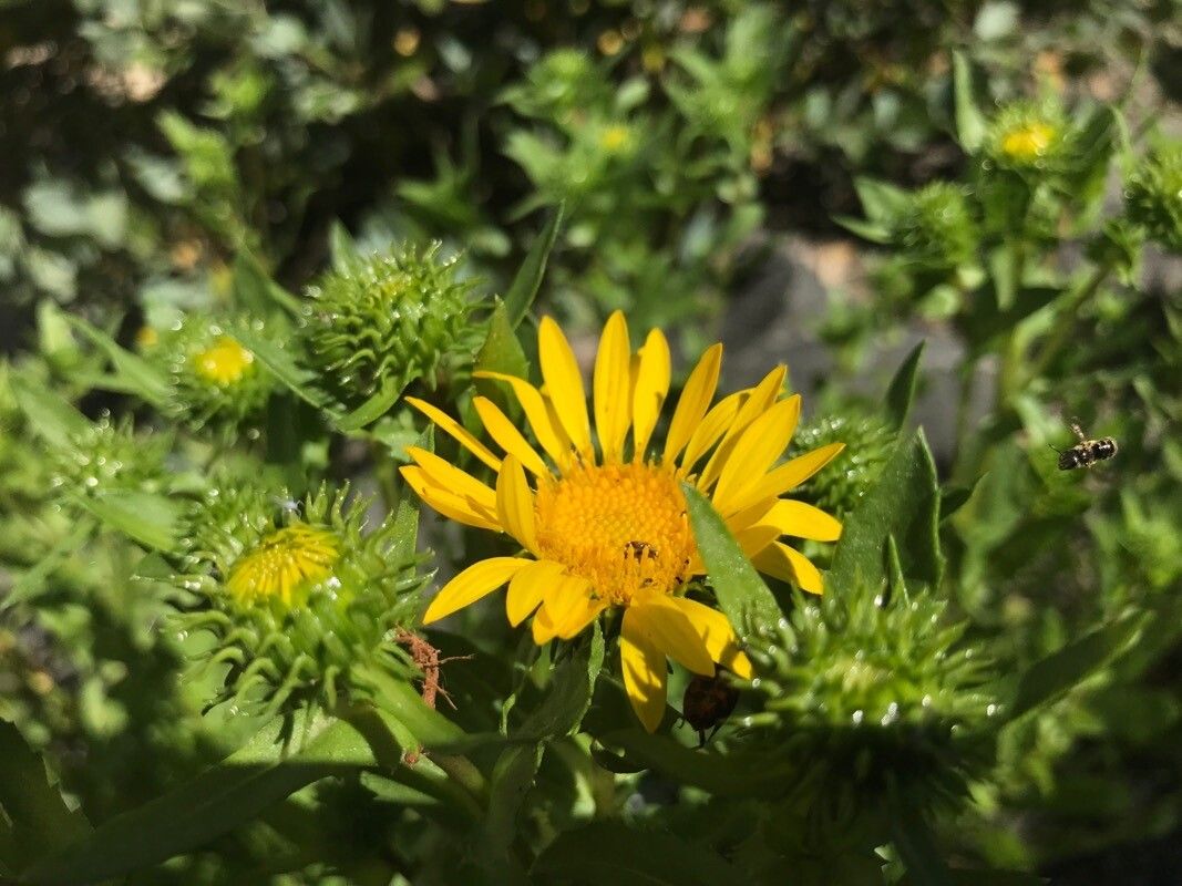 Grindelia robusta flower