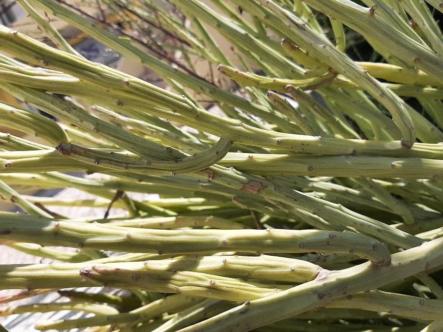 Kleinia anteuphorbium leaf