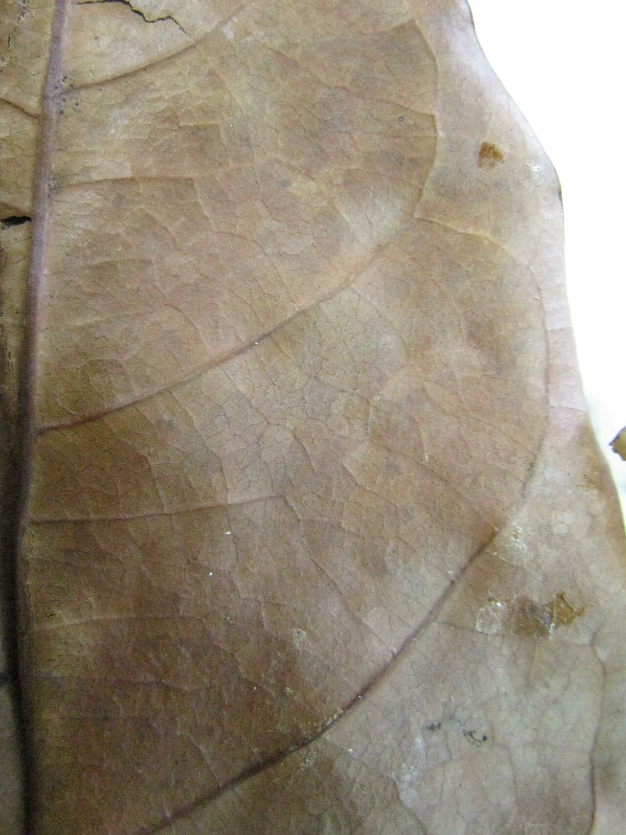 Licania silvae — houseplant care guide