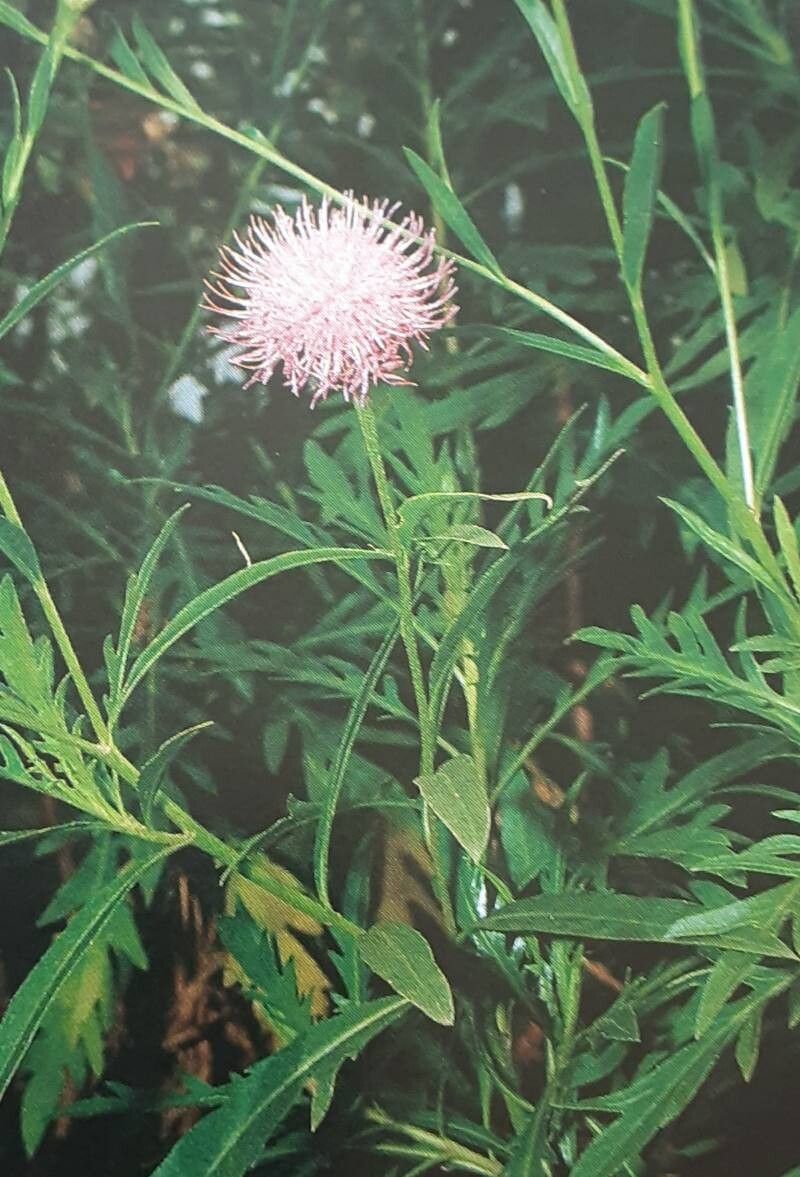 Cheirolophus falcisectus habit