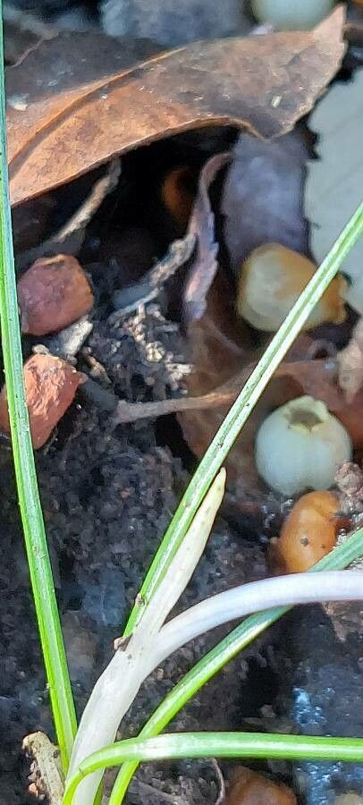 Crocus minimus — houseplant care guide