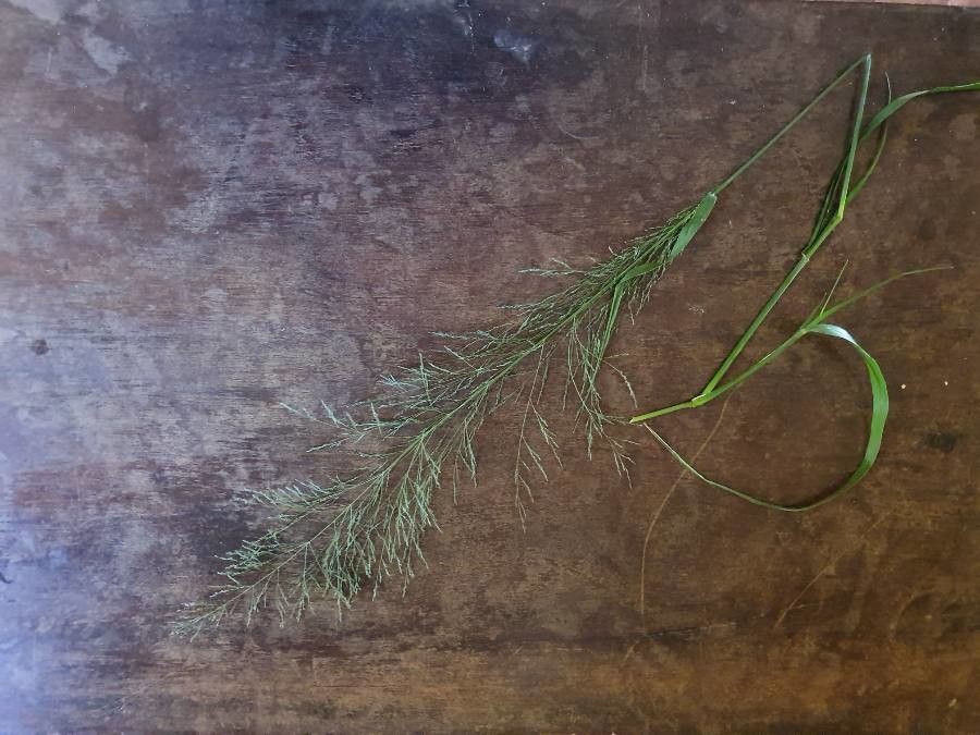 Sporobolus agrostoides flower