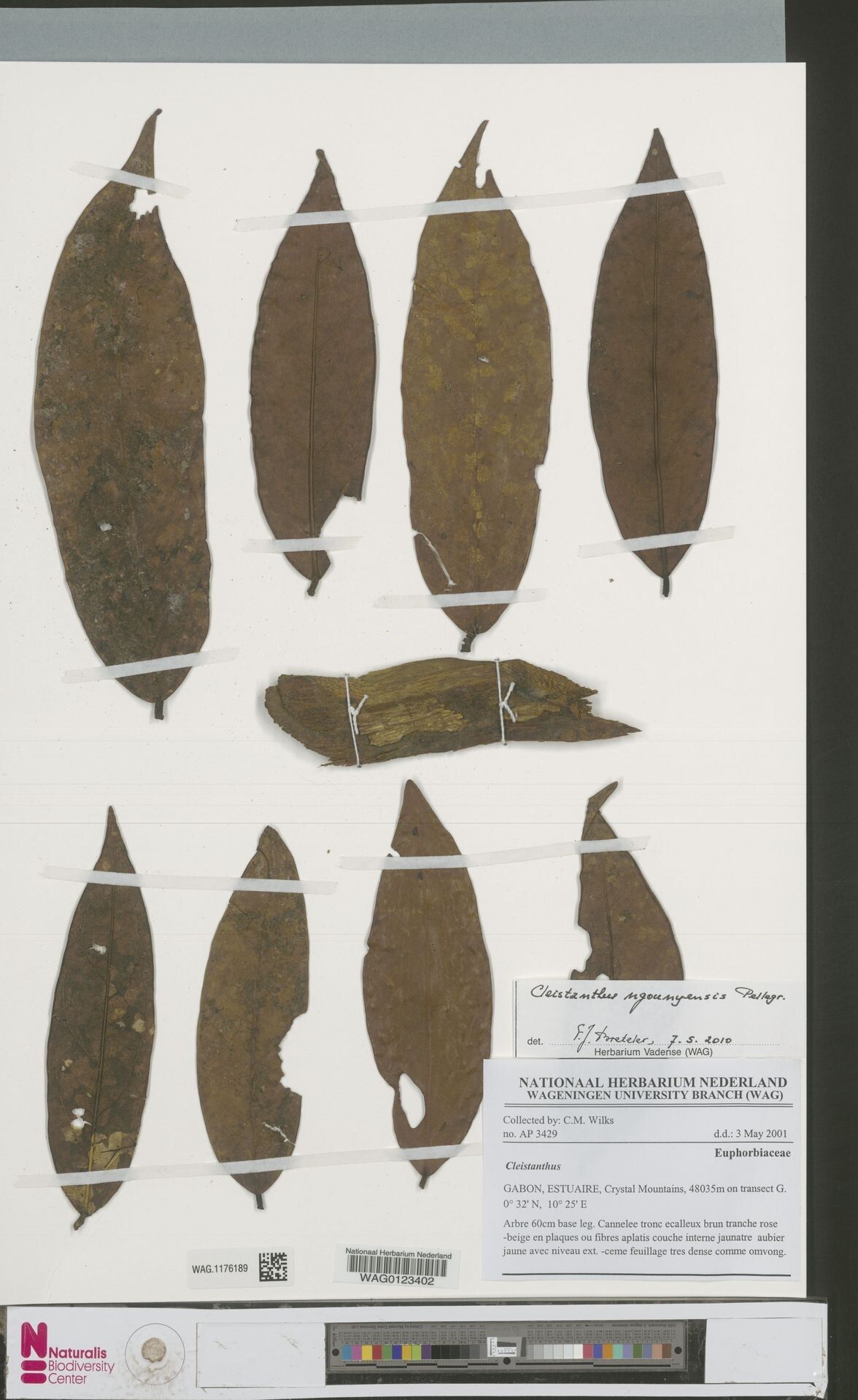 Cleistanthus ngounyensis — houseplant care guide