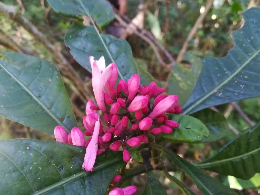 Psychotria gabrieliae flower