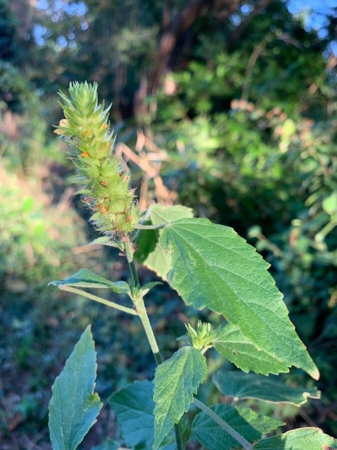 Malvastrum americanum — related species from the same genus