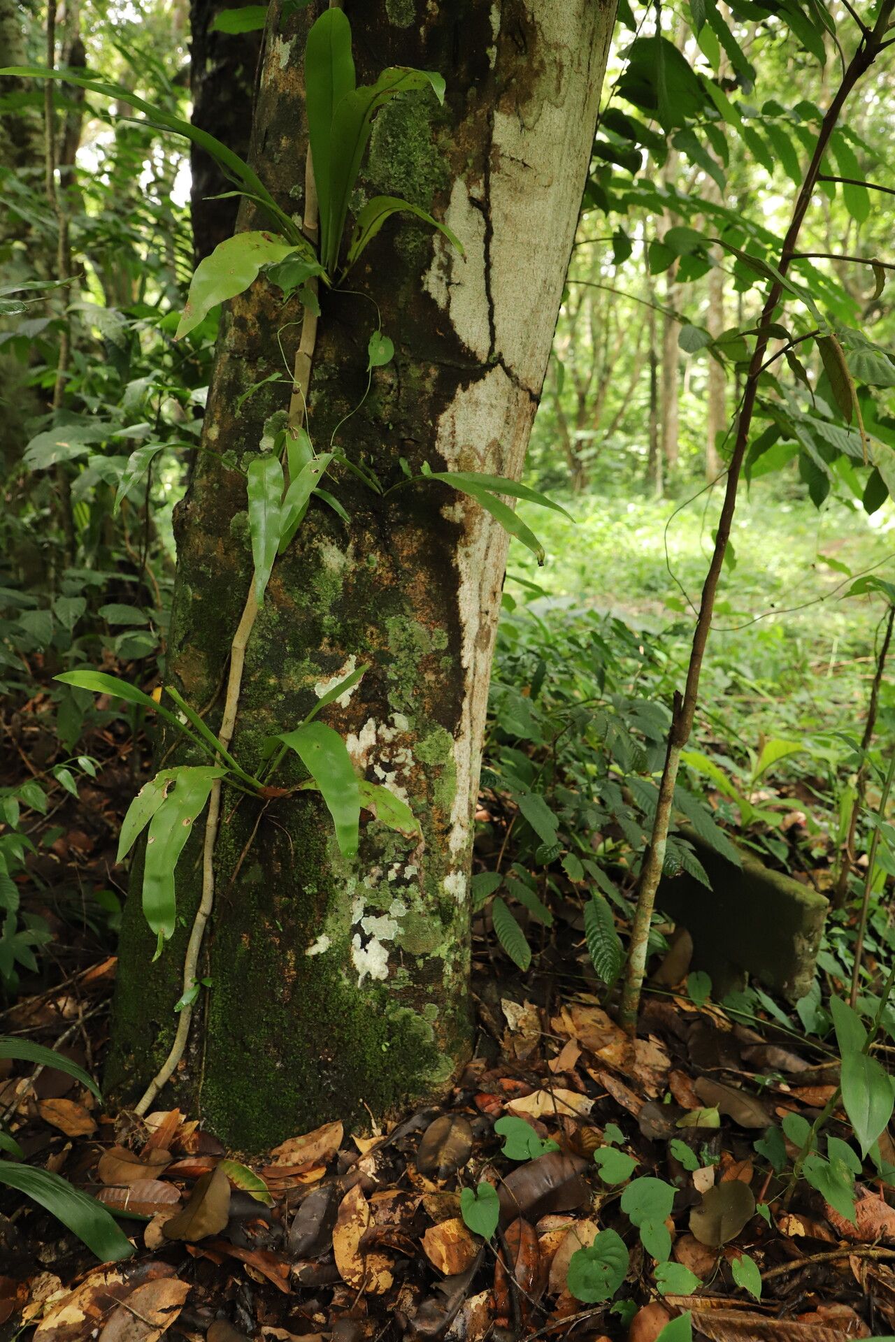 Prioria buchholzii bark