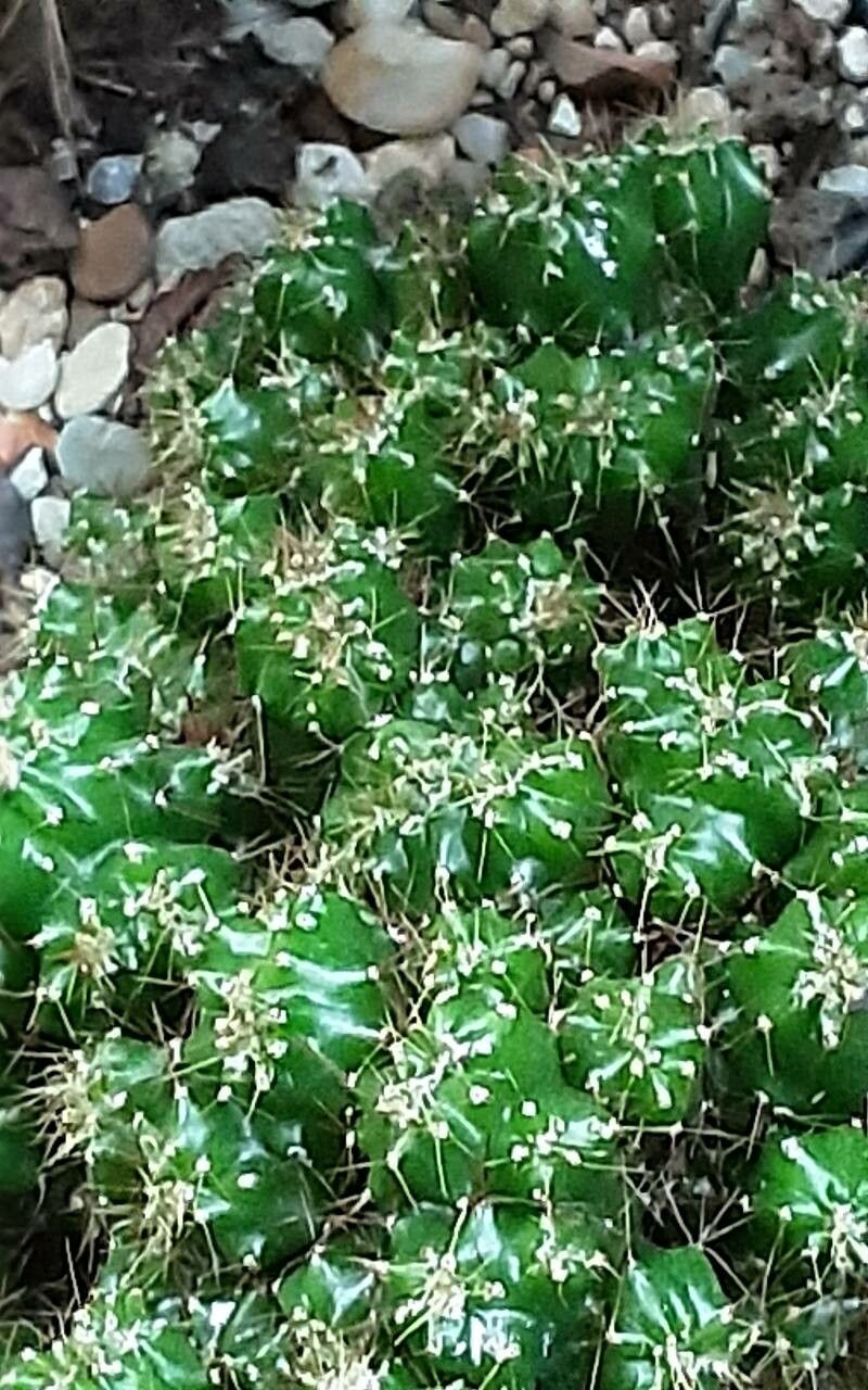 Cereus repandus flower
