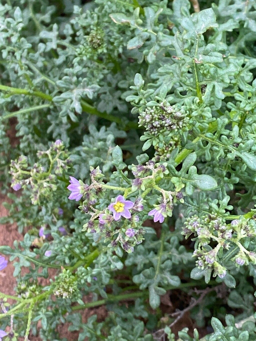 Solanum brachyantherum flower