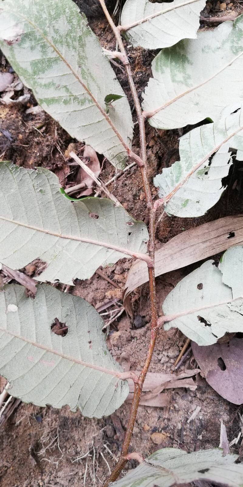 Parinari congensis — related species from the same genus