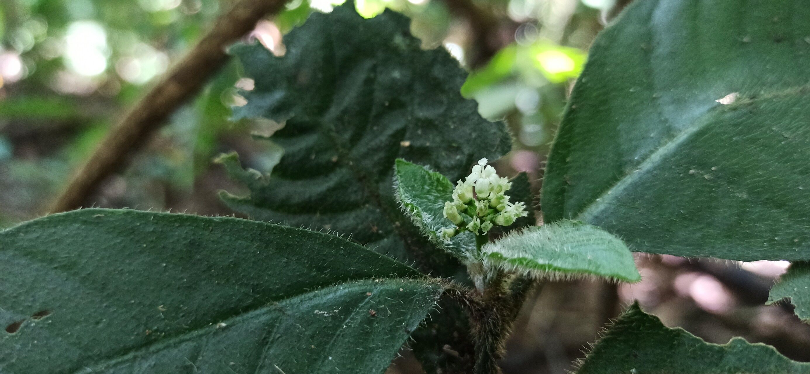 Psychotria humilis flower