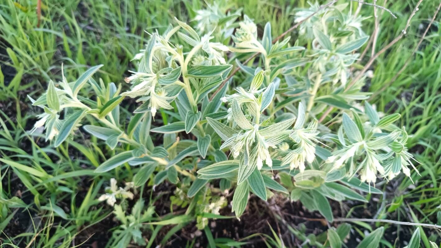 Lithospermum molle habit