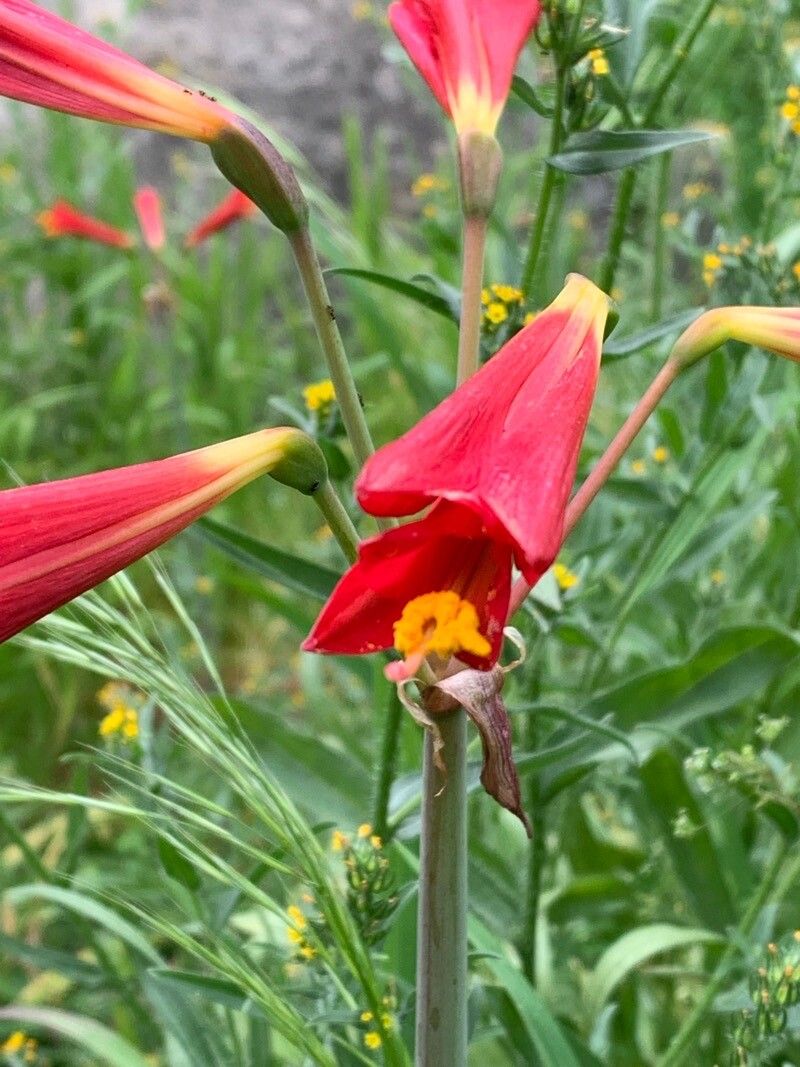 Zephyranthes ananuca flower