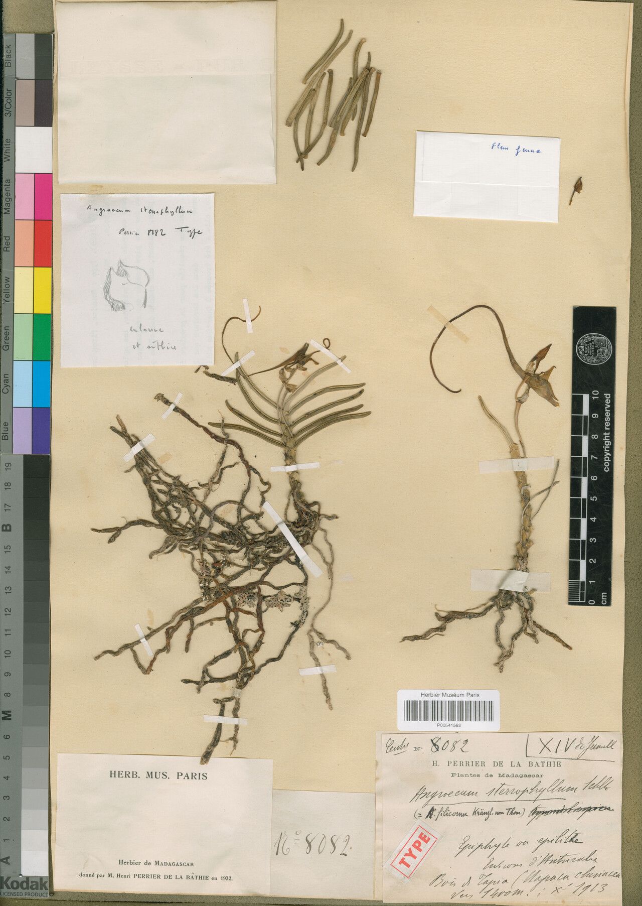 Angraecum sterrophyllum — houseplant care guide