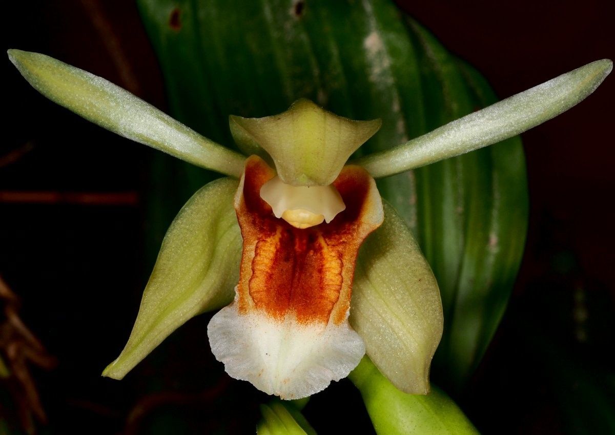 Coelogyne lycastoides flower