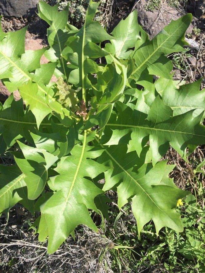 Sonchus pinnatifidus — search result for 'Sonchus'