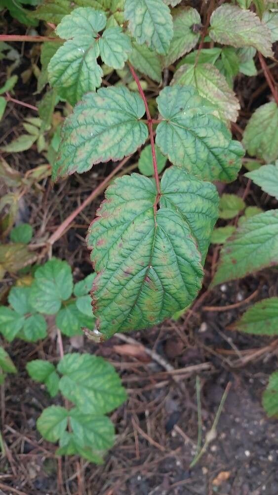 Astilbe longicarpa — search result for 'Astilbe'