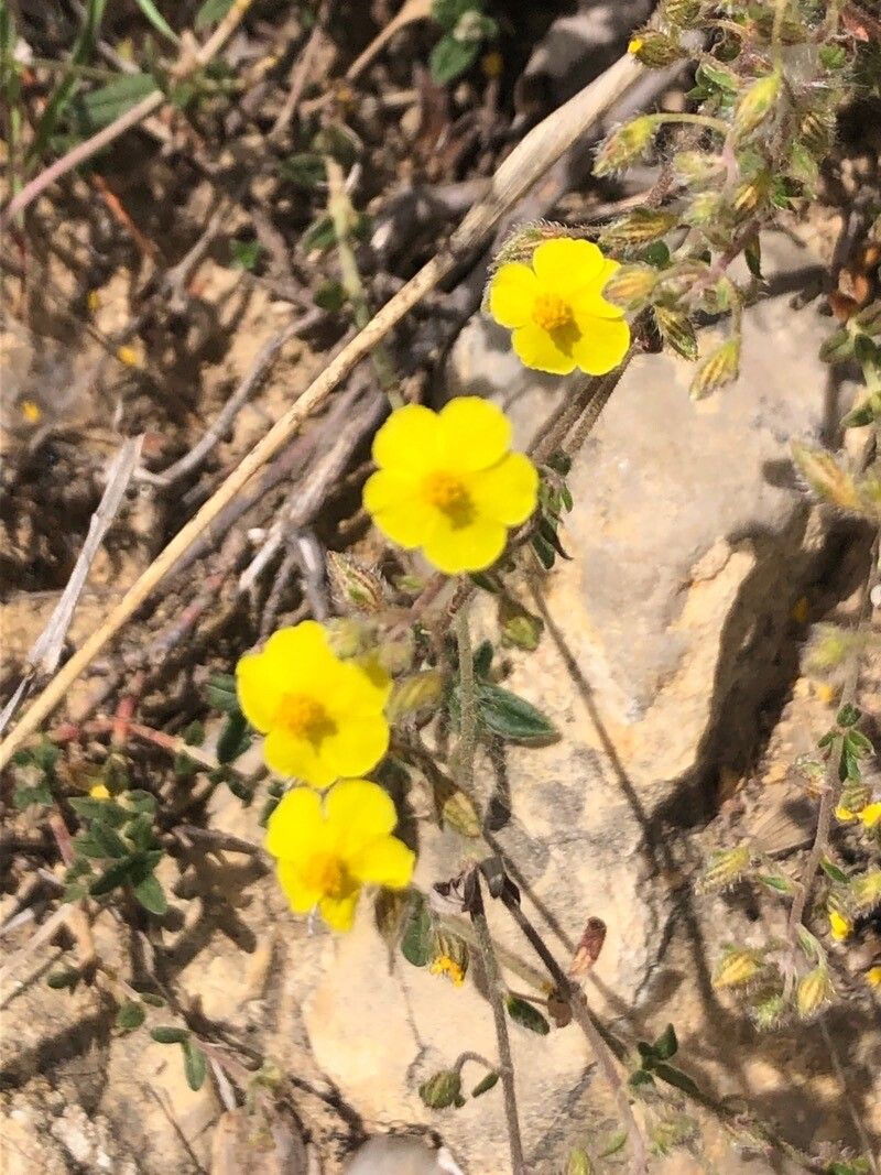 Helianthemum marifolium flower
