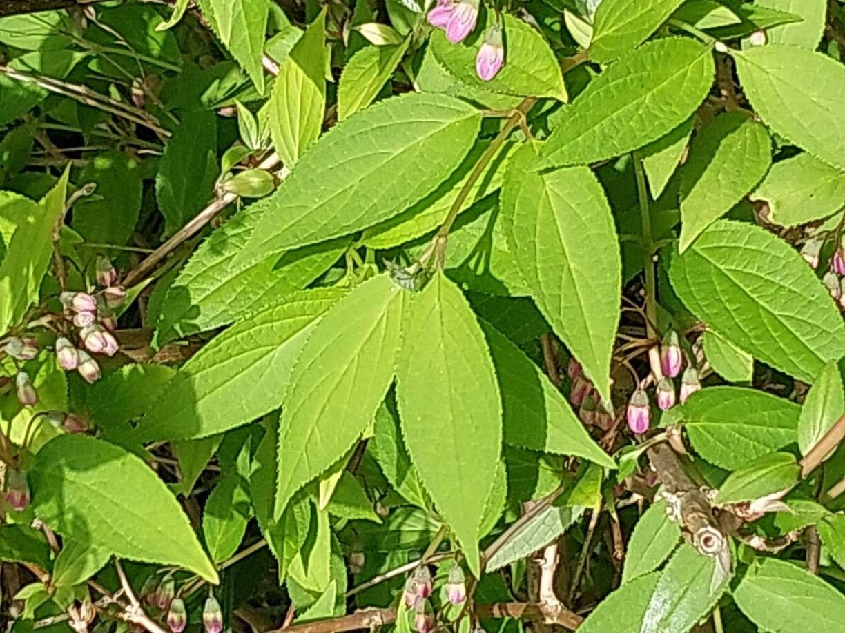 Deutzia monbeigii — search result for 'Deutzia'