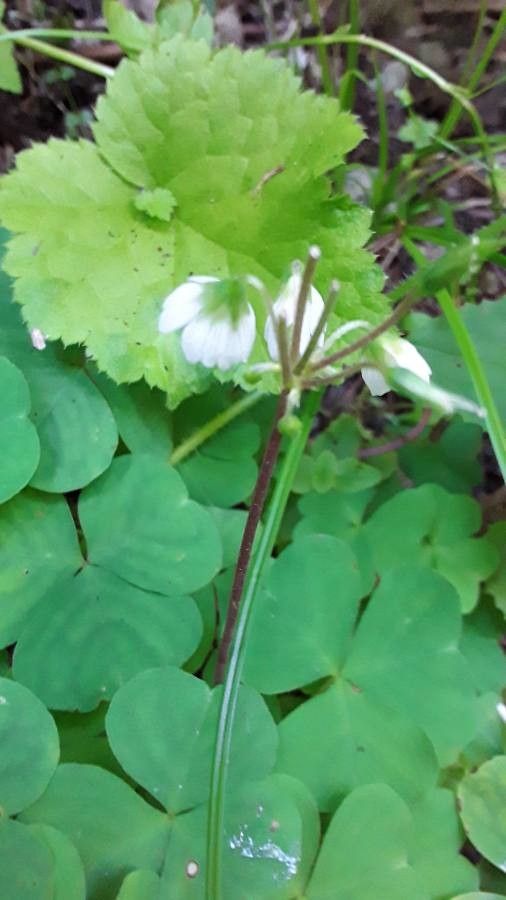 Oxalis trilliifolia flower