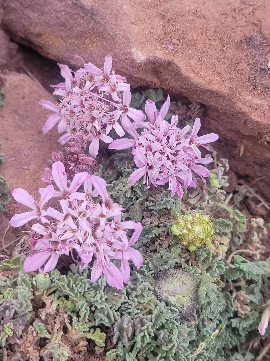 Pterocephalus depressus flower