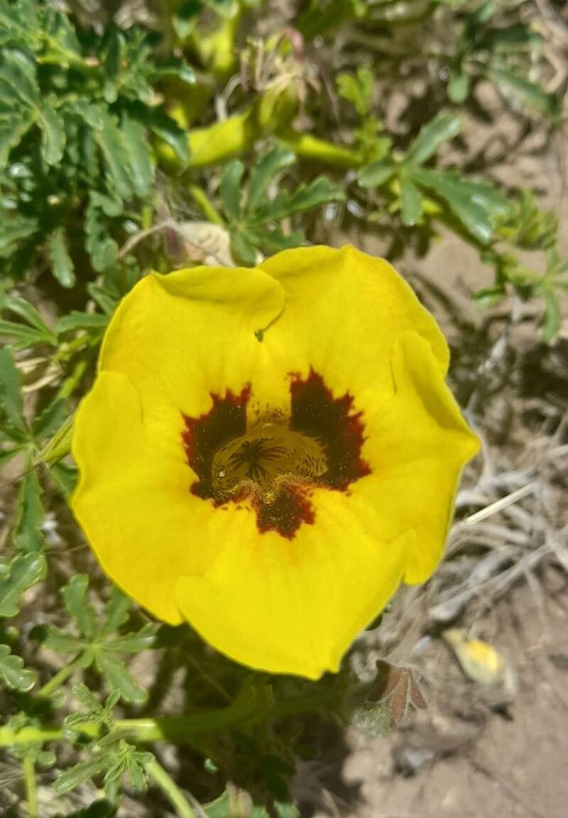 Argylia bustillosii flower