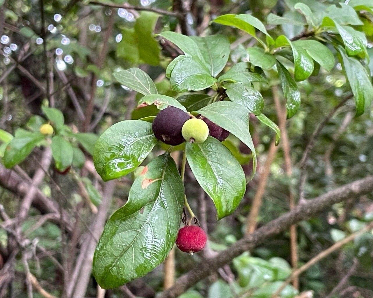 Guettarda elliptica — search result for 'Rubiaceae'