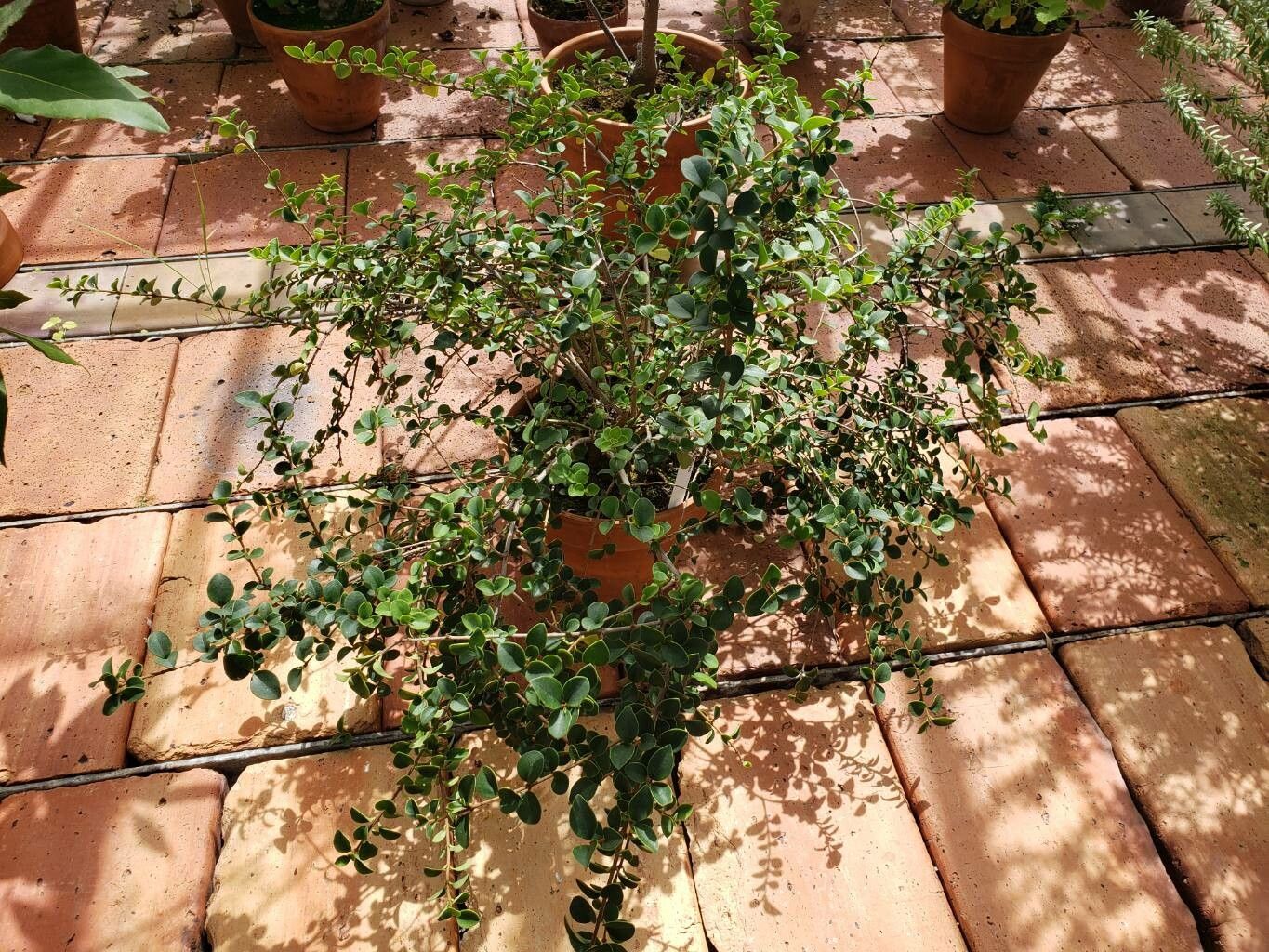 Ligustrum sempervirens habit