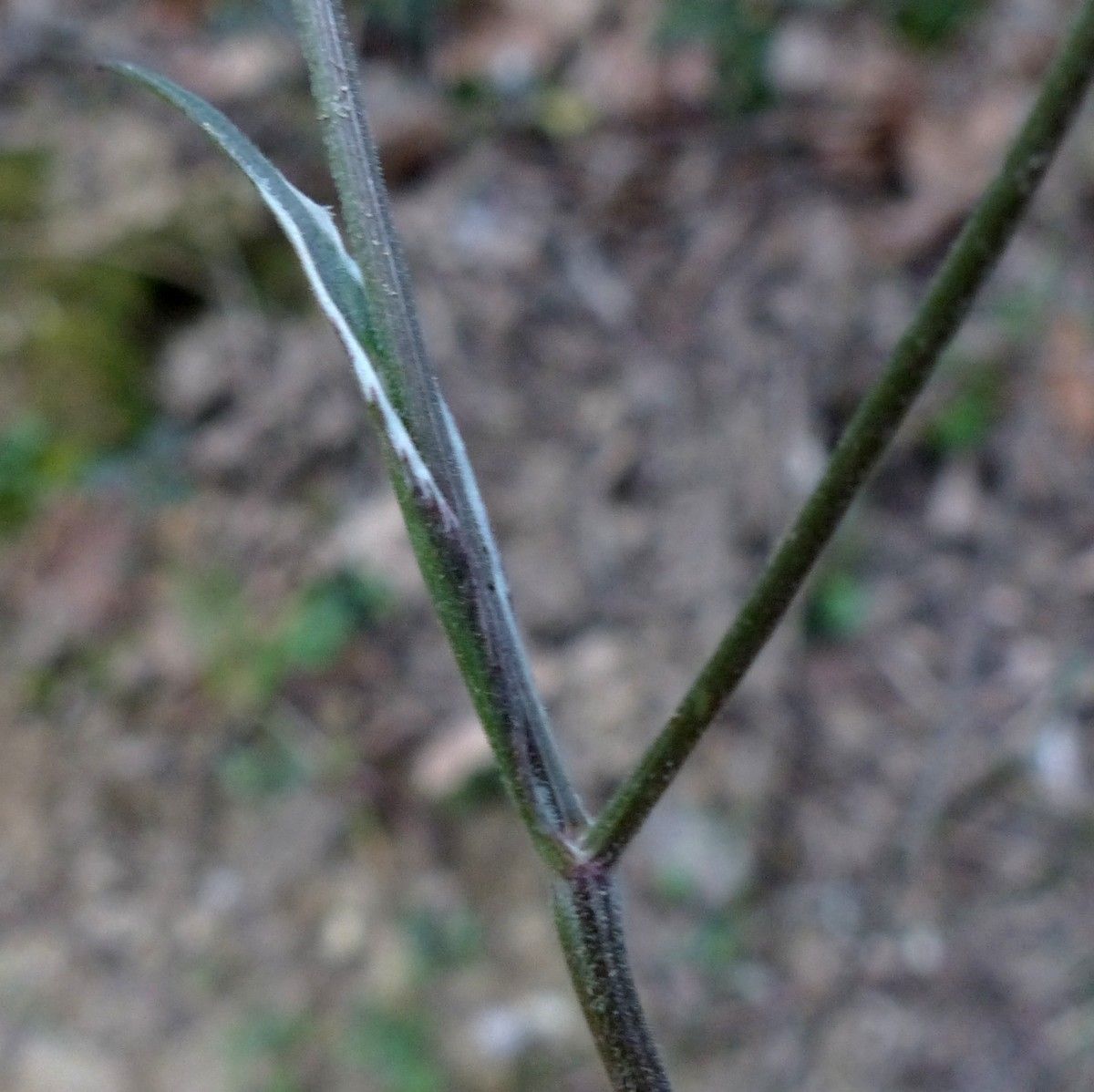 Ptychotis saxifraga bark