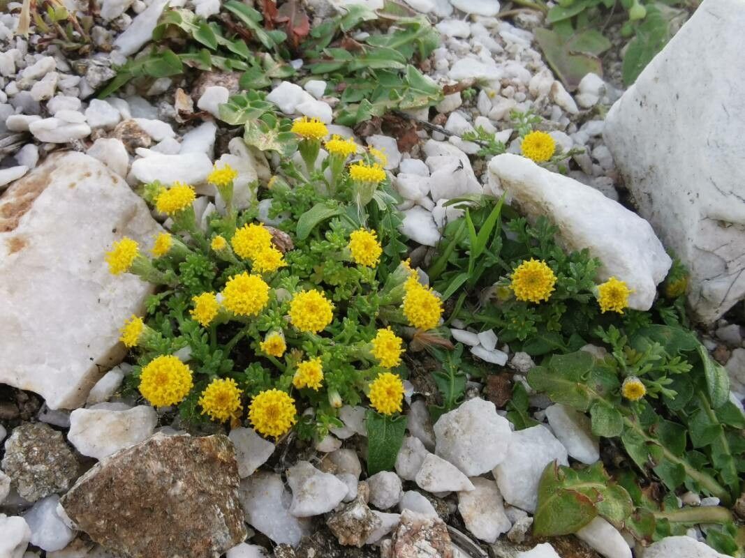 Anacyclus homogamos habit