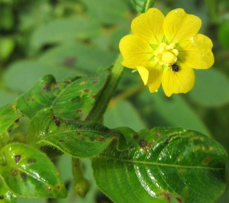 Ludwigia affinis flower