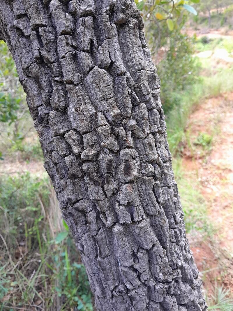 Uapaca bojeri bark