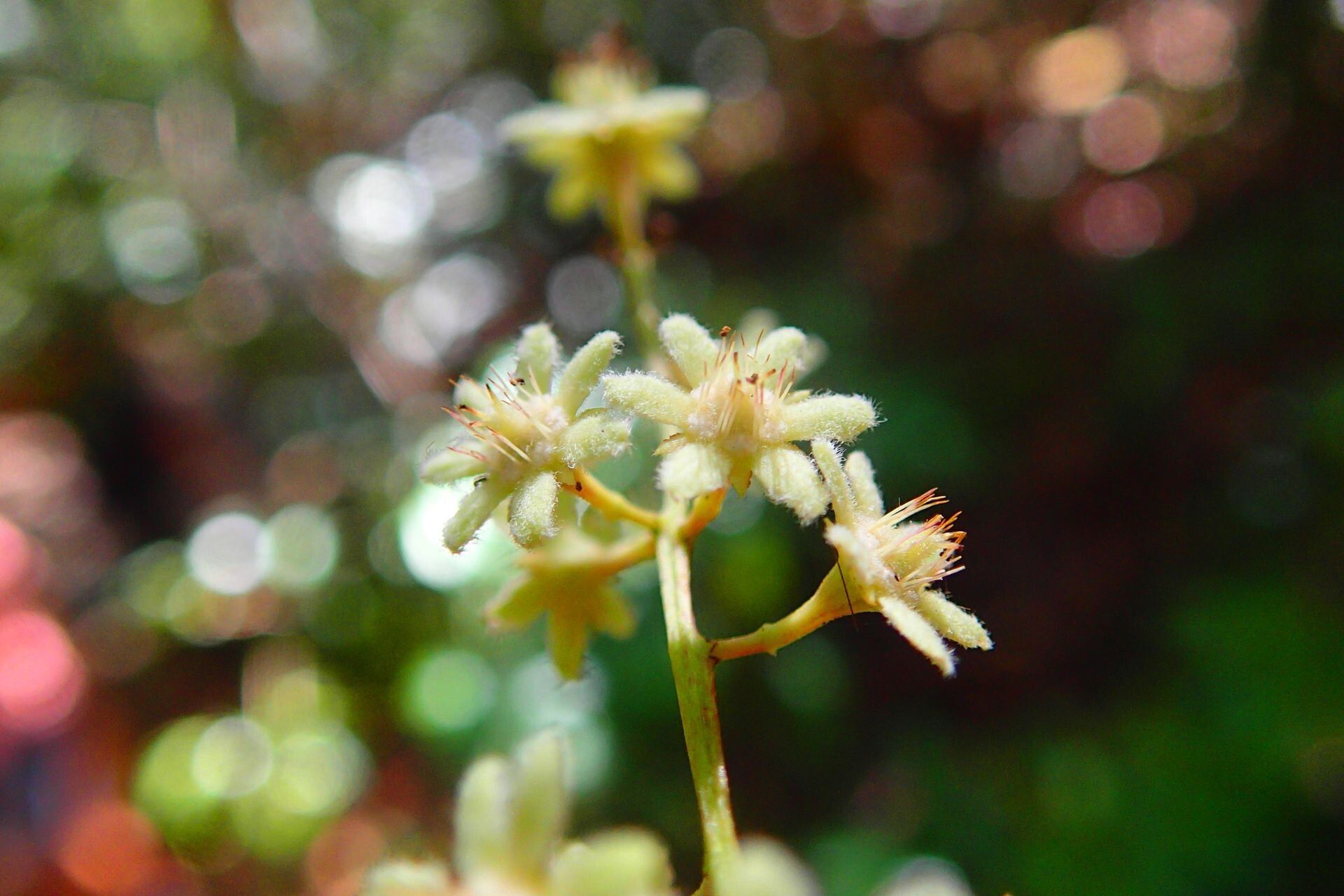 Homalium francii — houseplant care guide