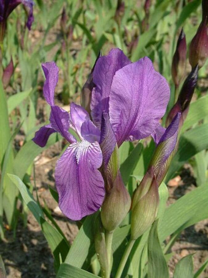 Iris aphylla flower