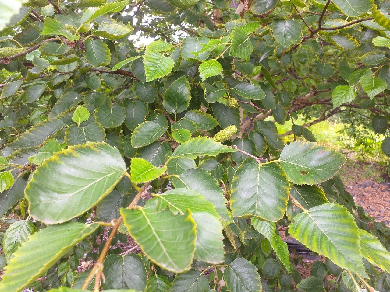 Betula lanata — search result for 'Betula'