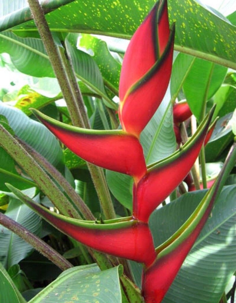 Heliconia bihai flower