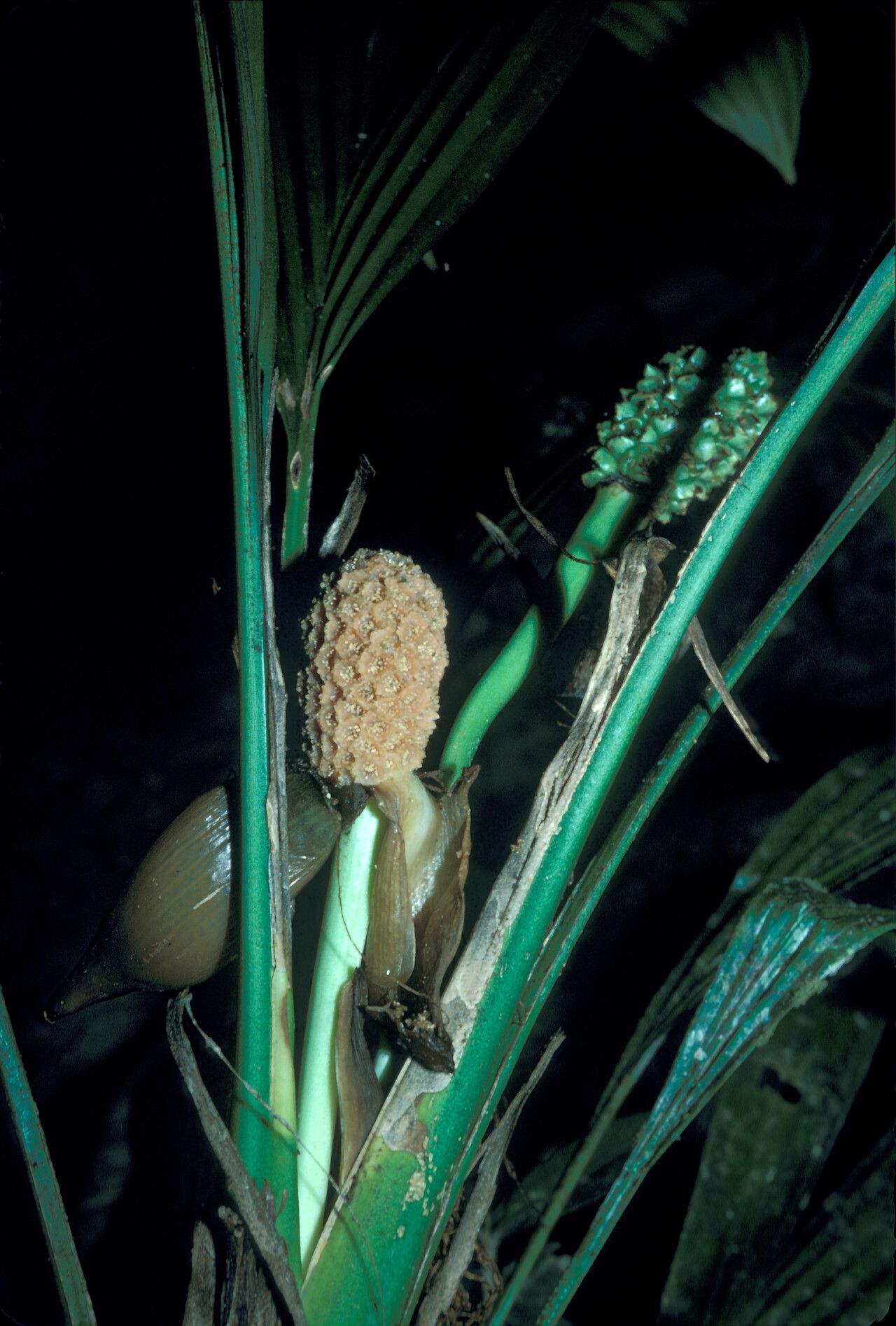 Evodianthus funifer fruit