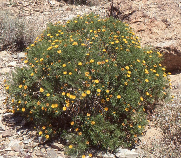 Asteriscus pinifolius habit